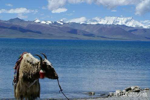 羊年自驾游，陪白发苍苍的父母走进藏川-第4张图片-太平洋在线下载