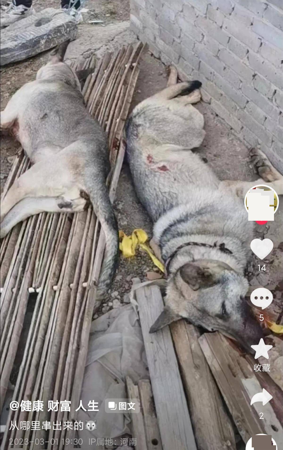 金蓝色的华为手机壁纸高清:农户家中数十只羊被“狼青”犬咬死，警方：已击毙两只，正寻找主人