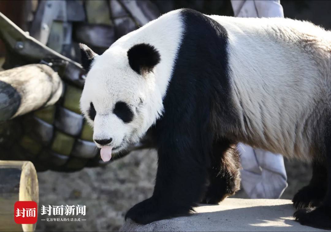 四川熊猫官方版苹果:旅美大熊猫乐乐去世 中美将联合调查死因-第3张图片-太平洋在线下载