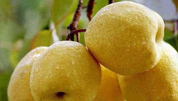苹果怎么分韩版:尿酸高患者能吃水果吗？答案当然是能！以下三种就是尿酸高的克星