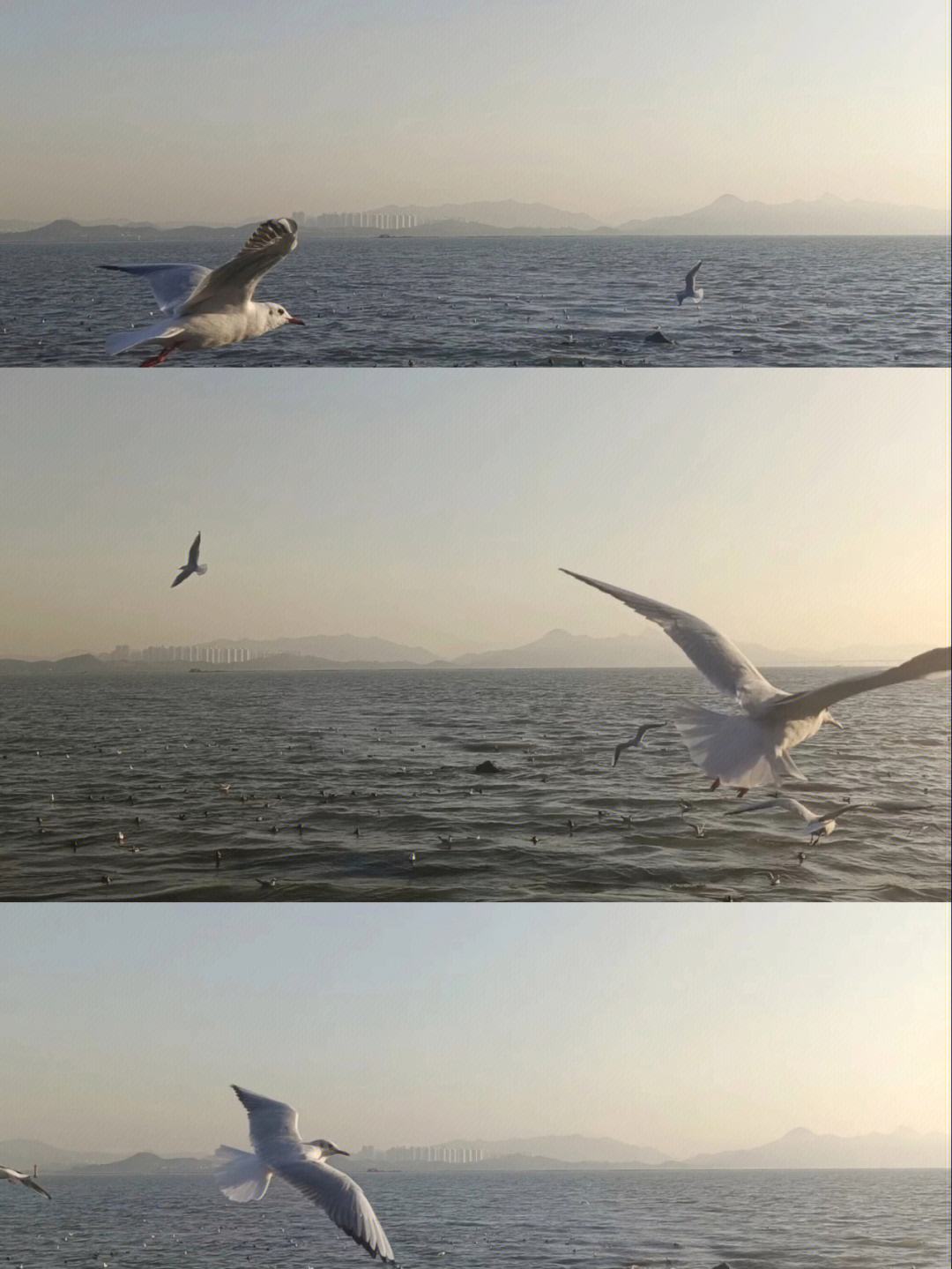 海鸥手机版天津海鸥手表官网-第1张图片-太平洋在线下载